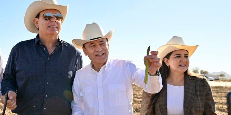 Arranca cosecha de espárrago y consolida liderazgo agroexportador de Sonora