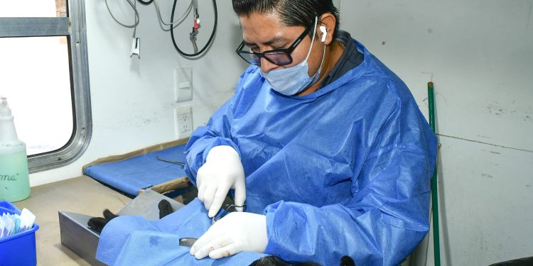 Invita Gobierno Municipal a esterilizar animales de compañía en el Centro de Castración en Bahía de Kino