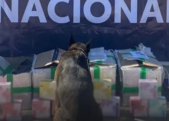 Aseguran más de mil 600 vapeadores en empresa de mensajería