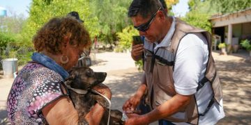 Detectar a tiempo y limpiar el entorno puede salvar vidas ante la rickettsiosis