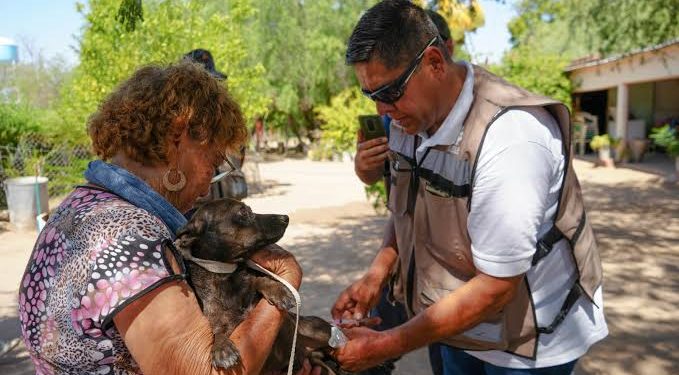 Detectar a tiempo y limpiar el entorno puede salvar vidas ante la rickettsiosis