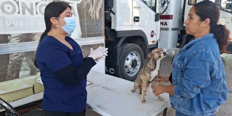 Vigilar síntomas y mantener limpio el hogar puede salvar vidas ante la rickettsiosis: SSP