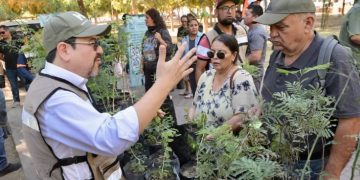 Convoca Gobierno de Hermosillo a aprender a germinar un árbol nativo y técnicas de poda
