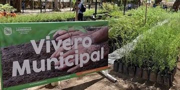 Este viernes 20 el Vivero Municipal donará árboles nativos