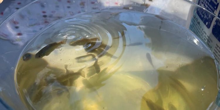 Cobach impulsa con éxito la conservación del pez cachorro del desierto