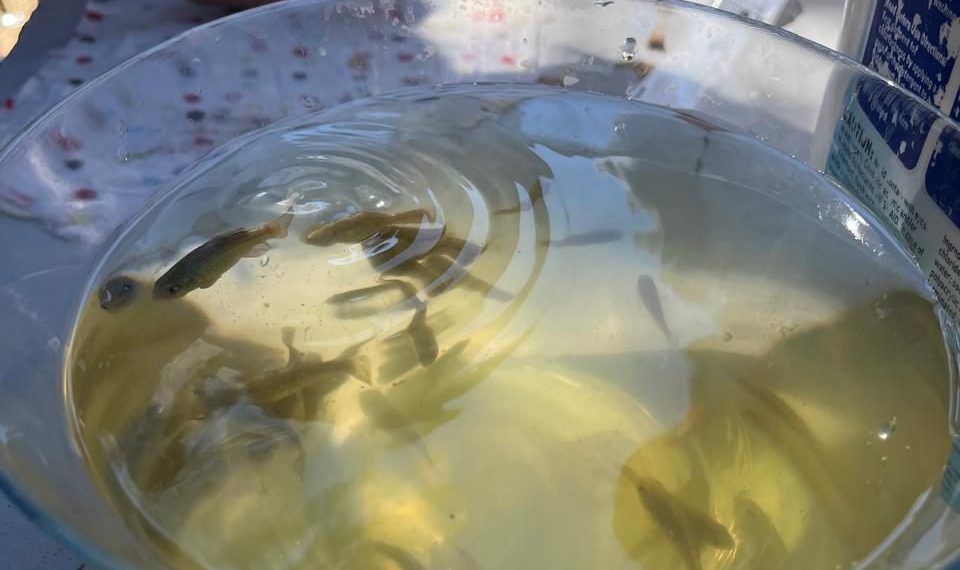 Cobach impulsa con éxito la conservación del pez cachorro del desierto