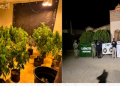 Aseguran invernadero con plantas de marihuana durante cateo en Magdalena de Kino