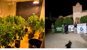 Aseguran invernadero con plantas de marihuana durante cateo en Magdalena de Kino