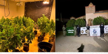 Aseguran invernadero con plantas de marihuana durante cateo en Magdalena de Kino