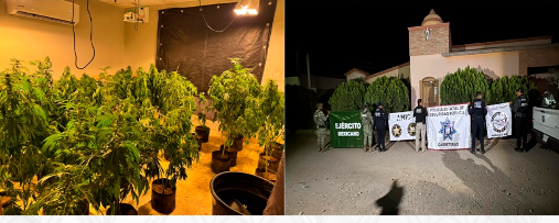 Aseguran invernadero con plantas de marihuana durante cateo en Magdalena de Kino
