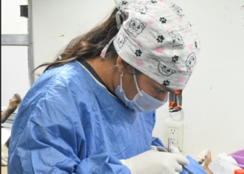Gobierno de Hermosillo mantendrá en mayo esterilizaciones gratuitas para perros y gatos