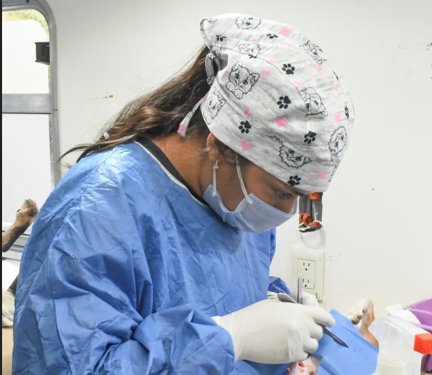 Gobierno de Hermosillo mantendrá en mayo esterilizaciones gratuitas para perros y gatos