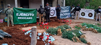 Operativo conjunto asegura invernadero con más de 800 plantas de marihuana en Cucurpe