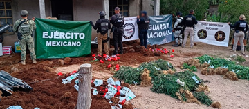 Operativo conjunto asegura invernadero con más de 800 plantas de marihuana en Cucurpe