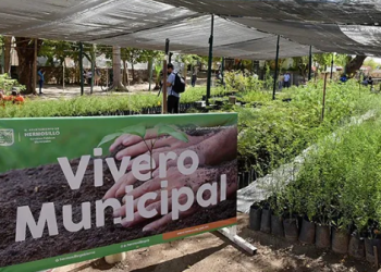 Donará Gobierno de Hermosillo árboles nativos este viernes 8 de mayo