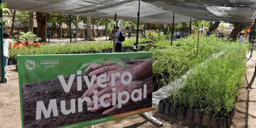 Donará Gobierno de Hermosillo árboles nativos este viernes 8 de mayo
