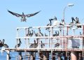Conmemora Gobierno de Hermosillo Día Internacional de las Aves Migratorias con un concurso de fotografía