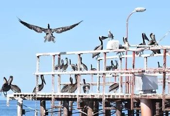 Conmemora Gobierno de Hermosillo Día Internacional de las Aves Migratorias con un concurso de fotografía