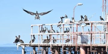 Conmemora Gobierno de Hermosillo Día Internacional de las Aves Migratorias con un concurso de fotografía