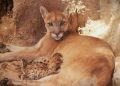 Nuevas crías de puma en el Centro Ecológico de Sonora