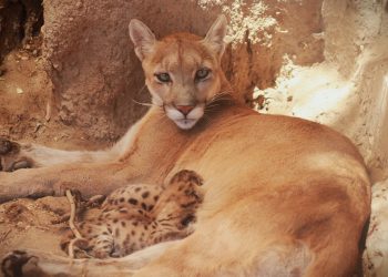 Nuevas crías de puma en el Centro Ecológico de Sonora