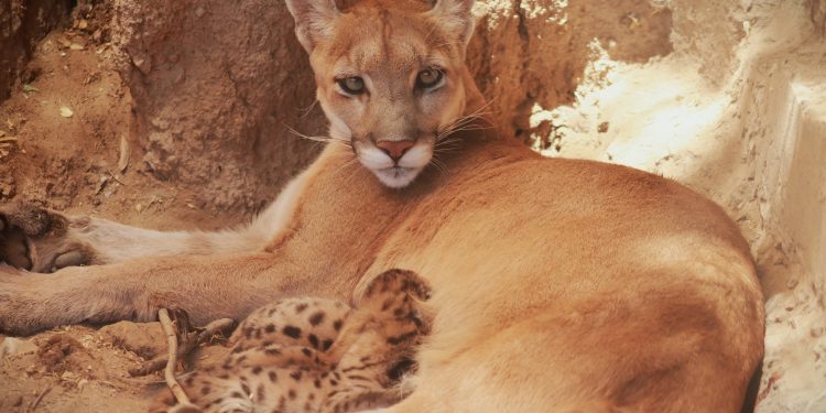 Nuevas crías de puma en el Centro Ecológico de Sonora