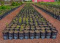 Este sábado 13 donará el Vivero Municipal 500 árboles nativos