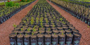 Este sábado 13 donará el Vivero Municipal 500 árboles nativos