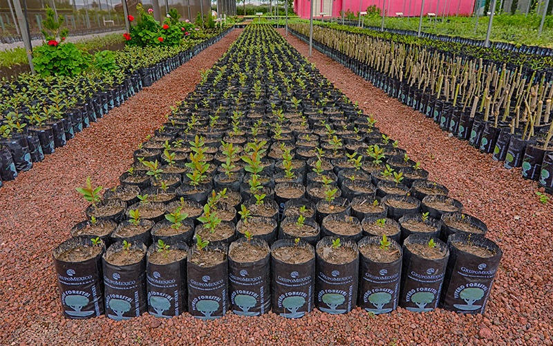 Este sábado 13 donará el Vivero Municipal 500 árboles nativos