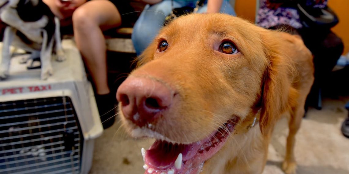 Invita Gobierno de Hermosillo a campaña gratuita de baños contra garrapatas y consulta veterinaria