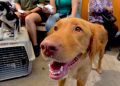 Invita Gobierno de Hermosillo a campaña gratuita de baños contra garrapatas y consulta veterinaria