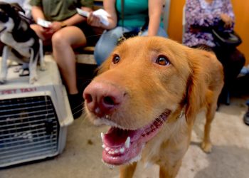 Invita Gobierno de Hermosillo a campaña gratuita de baños contra garrapatas y consulta veterinaria