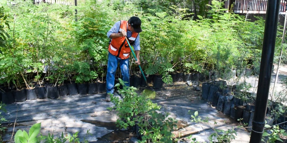 Durante verano se fortalecerá producción de árboles nativos