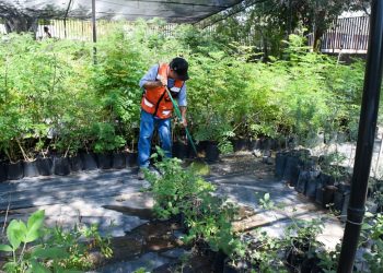 Durante verano se fortalecerá producción de árboles nativos