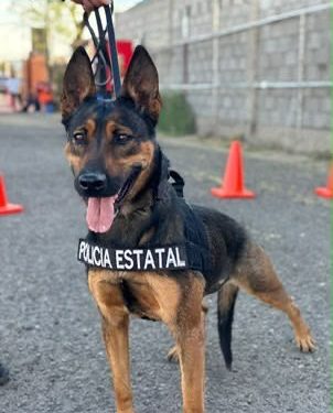Unidad K-9 fortalece la captura de objetivos prioritarios y el combate al delito en Sonora