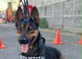Unidad K-9 fortalece la captura de objetivos prioritarios y el combate al delito en Sonora