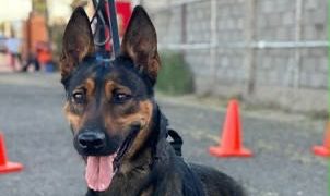 Unidad K-9 fortalece la captura de objetivos prioritarios y el combate al delito en Sonora