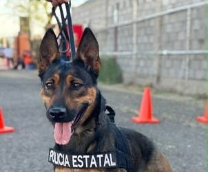 Unidad K-9 fortalece la captura de objetivos prioritarios y el combate al delito en Sonora