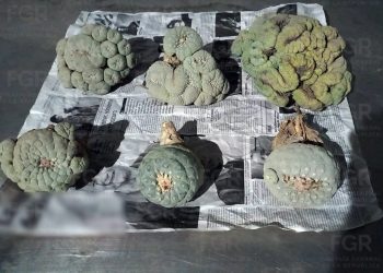 Incauta la policía federal ministerial seis ejemplares de “peyote” en empresa de paquetería