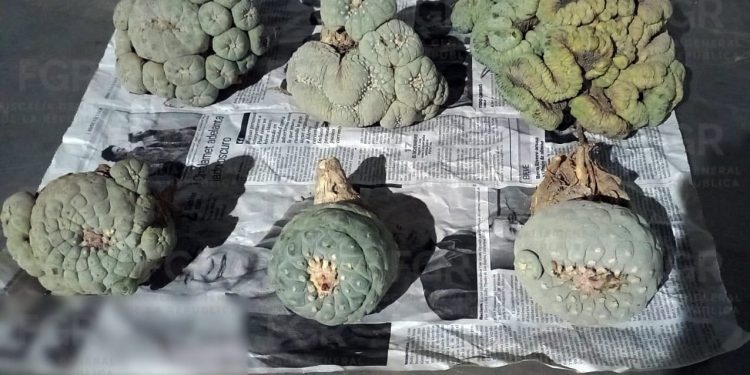Incauta la policía federal ministerial seis ejemplares de “peyote” en empresa de paquetería
