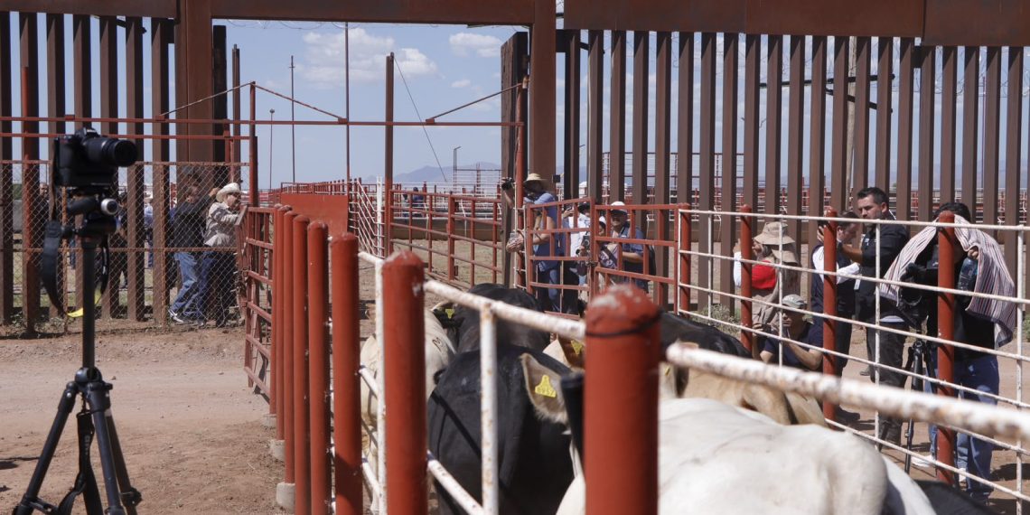 Durazo y Sheinbaum refuerzan acciones ante reapertura de la frontera; dispersan 7 millones de moscas estériles contra el gusano barrenador