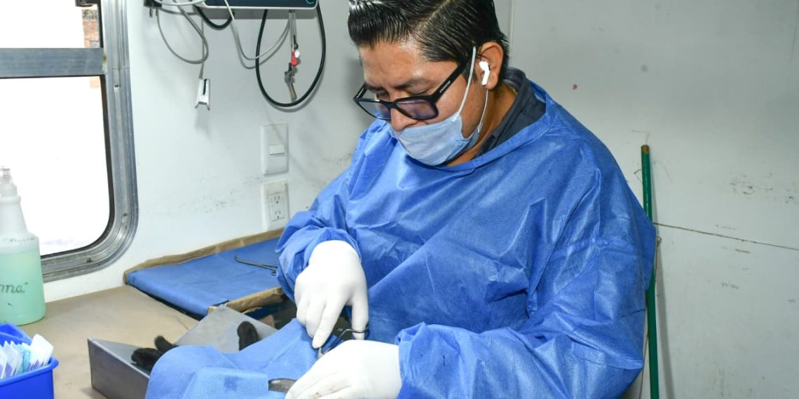 Promueve Gobierno de Hermosillo programa de castraciones gratuitas “Sábado sólo de gatitos”