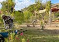 Gobierno de Sonora invita a disfrutar de un fin de semana de actividades gratuitas en el Bosque Urbano La Sauceda
