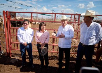 Sonora reactiva exportación de ganado a EU; gestiones de Sheinbaum y Durazo abren la frontera
