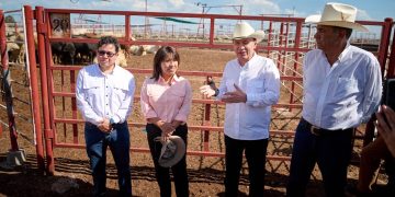 Sonora reactiva exportación de ganado a EU; gestiones de Sheinbaum y Durazo abren la frontera