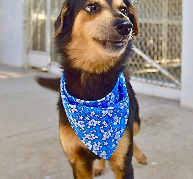 Organiza Gobierno de Hermosillo Feria de Adopciones de animales de compañía