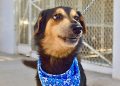 Organiza Gobierno de Hermosillo Feria de Adopciones de animales de compañía
