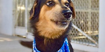 Organiza Gobierno de Hermosillo Feria de Adopciones de animales de compañía
