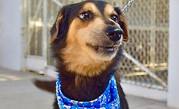 Organiza Gobierno de Hermosillo Feria de Adopciones de animales de compañía