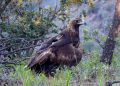 Contribuye Gobierno de Sonora a la conservación del águila real con proyecto de monitoreo internacional: UES